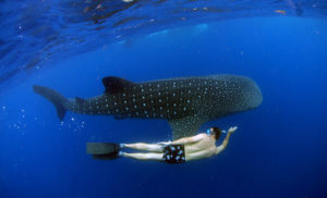 NADO CON TIBURON BALLENA EN CANCUN